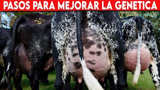 🔴 Pasos Para Mejorar La GENETICA De Los BOVINOS EN HATOS GANADEROS ✅ Vacas Lecheras Doble Propósito [upl. by Naitsirt]