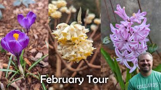 February Flower Tour and Pruning  Rose Edgeworthia Carex St Johns Wort [upl. by Poyssick]