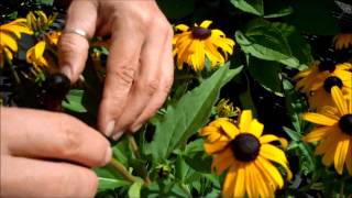 Wilsons Garden Center Deadheading Rudbeckia [upl. by Mcnair]