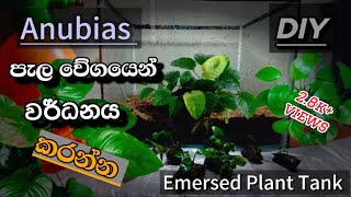 Anubias පැල ඉක්මනින් හා ඝන ලෙස වර්ධනය කරන කුඩා උපක්‍රමයAnubias care  Theaquatales [upl. by Eak342]