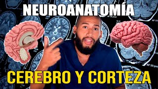 NEUROANATOMÍA  Hemisferios Cerebrales y Corteza Pt I Surcos Giros Áreas de Brodmann Lóbulos [upl. by Rednasyl]