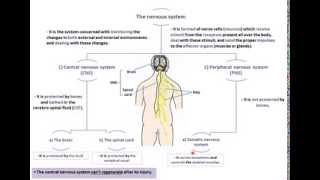 parts of the nervous system  DrAhmed Farid [upl. by Ruosnam749]