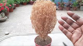 How to give a new look to your Kochia Plant after dying  Uses of dried Kochia Plant [upl. by Llemart]