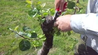 Working over apple trees result of brutal pruning [upl. by Eeluj]