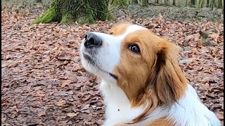 Kooikerhondje in slow motion [upl. by Ardrey]