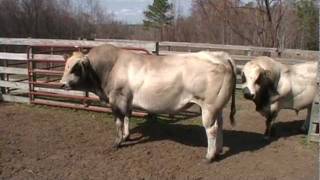 PIEDMONTESE BULLS 2 TONS OF BEEF [upl. by Dolly707]