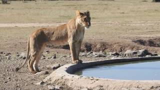 Ol Pejeta Conservancy [upl. by Beera]