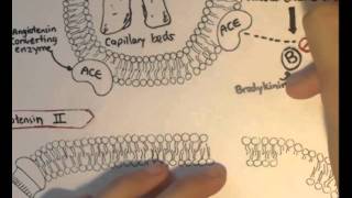 ReninAngiotensin System Structure Chymase [upl. by Saxe684]