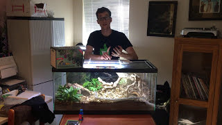 How to setup a California Kingsnake BioActive Terrarium Selfcleaning selfmaintaining [upl. by Stickney]