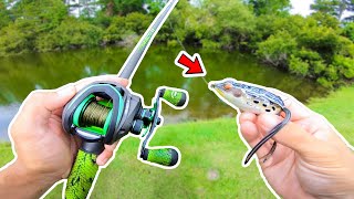 Fishing for BIG Bass w FROGS Bank Fishing [upl. by Petronilla]