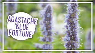 Plant of the Week Agastache Blue Fortune [upl. by Aihsram]