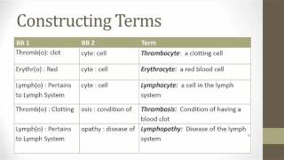 The Hematic and Lymphatic Systems [upl. by Daegal824]