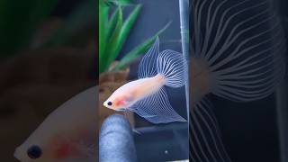 Rare Veiltail Cellophane ❤ Betta Fish bettafish cellophane bettafishfight sorts viralshort [upl. by Anaiad]