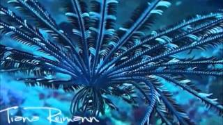 RARE FEATHER STAR SWIMMING [upl. by Bourn110]