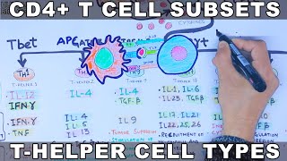 CD4 T Cell Subsets  THelper Cell [upl. by Ilaw]