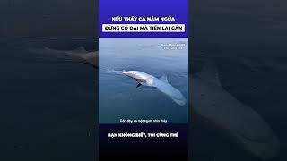 Nếu vô tình nhìn thấy cá heo nằm ngửa trên biển đừng có dại mà tiến lại gần [upl. by Annoda30]