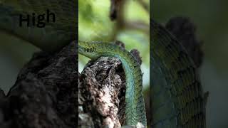 Boomslang The Deadly Hemotoxic Snake of SubSaharan Africa wildlife nature [upl. by Randall]