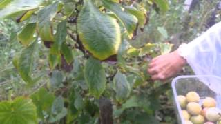 Harvesting Plum variety Reine Claude DeOee [upl. by Babb]