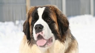 Saint Bernard Dog Breed [upl. by Raina96]