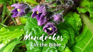 Mandrakes in the Bible a Jewish Take [upl. by Ardnassac]