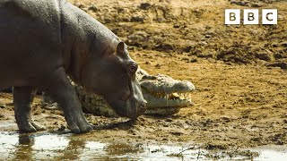 Hippos take on crocodiles for best sunbathing spot  Serengeti  BBC [upl. by Mllly]