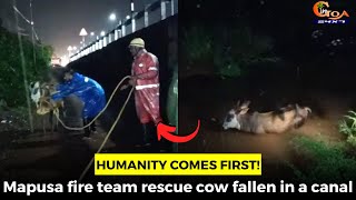 Humanity comes first Mapusa fire team rescue cow fallen in a canal [upl. by Tenrag]