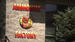 Ammonite Factory  Canmore Alberta  CANADA  Ammolite History Mining Miner Producer  RARE GEM [upl. by Antonio]