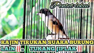 PENTEN RAJIN TIRUKAN SUARA BURUNG LAIN ‼️BURUNG TUKANG JIPLAK ‼️ [upl. by Busey387]