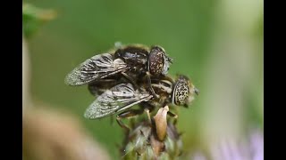 Weidevlekoog Eristalinus sepulchralis copula [upl. by Tann]