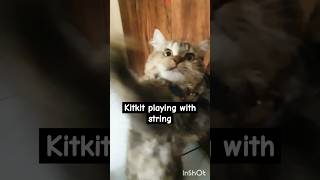 Cat playing with string 😺 cat cats kitty catlover cute shorts ytshorts cuteanimal funny [upl. by Boehike]