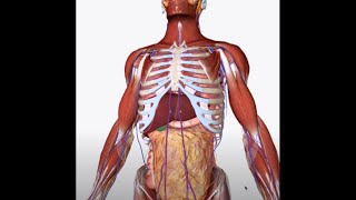 Valsalva Maneuver what is it how it works how to use it for training [upl. by Amund891]