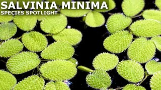 Salvinia Minima Aquarium Plant Care Guide and Species Spotlight [upl. by Enna]