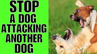 How To STOP A Dog Attacking Another Dog SAFELY [upl. by Hatti]