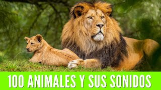 100 ANIMALES PARA NIÑOS Aprende los nombres de los animales y sus sonidos🦁🐯🐨 [upl. by Attah]