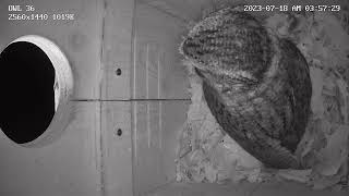 Eastern Screech Owl Calling Trilling Barking Sounds Dallas Texas [upl. by Enylrac]