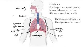 AQA GCSE  B45 Respiratory system OVERVIEW [upl. by Pelage]