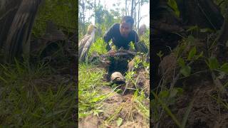 A man surprise when he saw eagle and turtles in a nest underground part 04 weirdwildlife turtle [upl. by Torrlow]