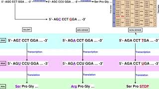 Genetics  A Comparison of Silent Missense amp Nonsense Mutations [upl. by Dlarej]