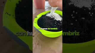 ⚠️🧶 Cómo entrenar a tu Pachira 🧶⚠️ planttips pachira plantasdecasa plantslovers [upl. by Ninos750]