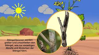 Was ist Sklerotinia im Winterraps [upl. by Jaco]