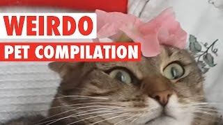 Animals Being Weirdos  Biggest Weirdo Pets [upl. by Karli]