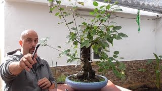 Poda manzano bonsai [upl. by Gretna]