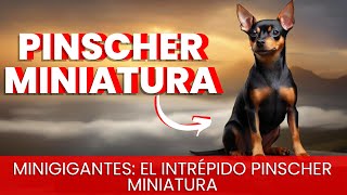 Pinscher miniatura [upl. by Gnil107]