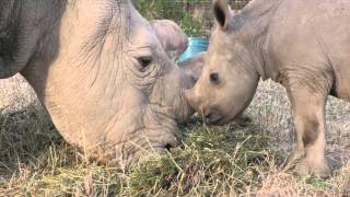 Ol Pejeta Vlog 5  Ringo meets Sudan [upl. by Schell297]