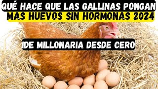 ¿Qué hace que las gallinas pongan más huevos sin hormonas 2024 [upl. by Nadeau485]