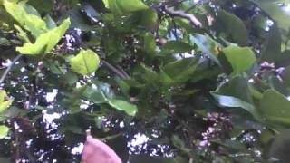 A super legume tree Pongamia pinnata [upl. by Fish]