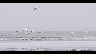 Tundra swan migration [upl. by Arreip]