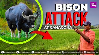 BISON ATTACK at Canacona [upl. by Mellar]