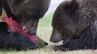 Grizzlies in Chilcotin British Columbia 2022 [upl. by Hras]