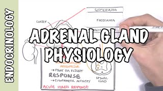 Endocrinology  Adrenal Gland Hormones [upl. by Gerhardine62]